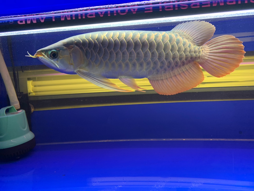 汕尾水族馆2020重点培养对象 黄金猫鱼 第3张