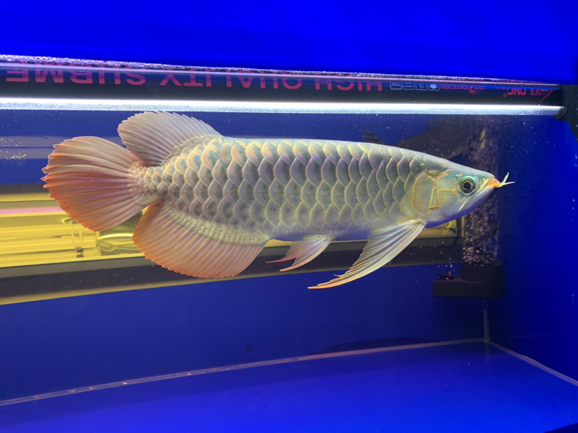 汕尾水族馆2020重点培养对象 黄金猫鱼 第2张