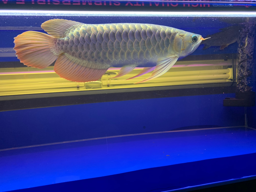 汕尾水族馆2020重点培养对象 黄金猫鱼 第4张