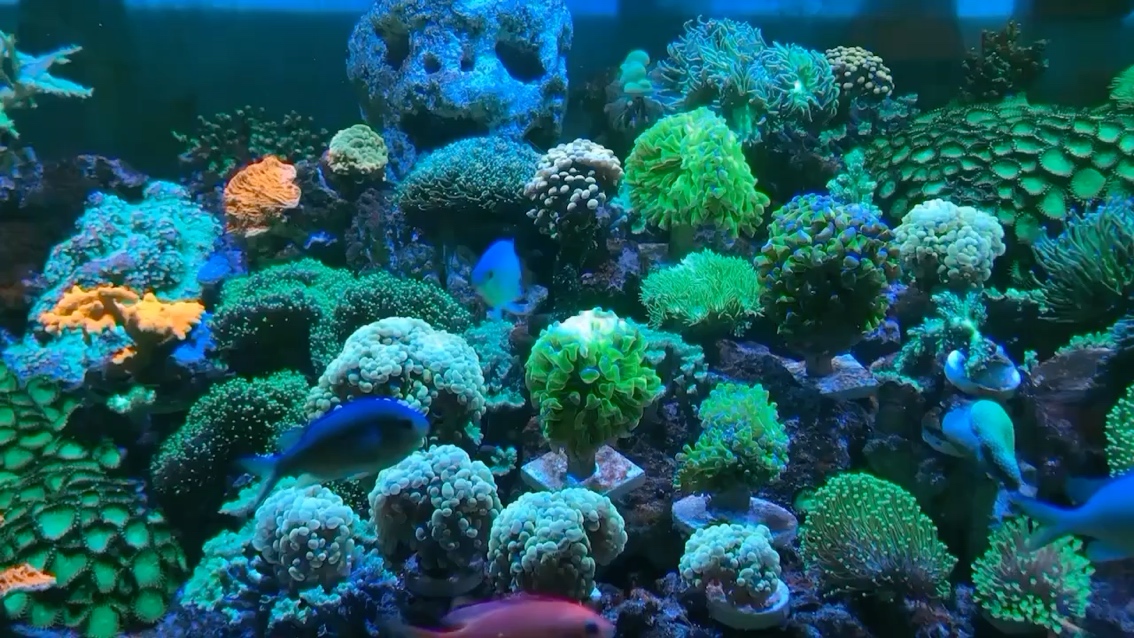 怀化水族馆珊瑚又来了