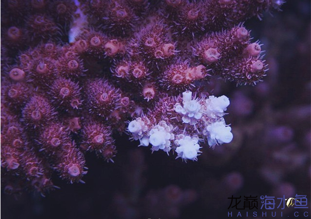 永州水族馆海水鱼缸养好珊瑚十要点 海水鱼 第5张