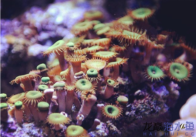 永州水族馆海水鱼缸养好珊瑚十要点