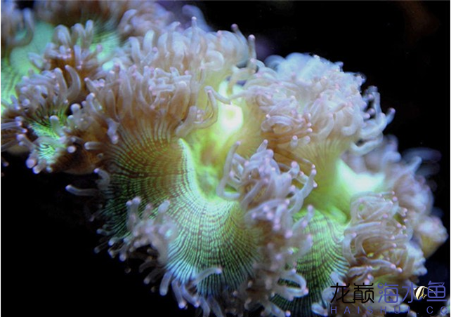 永州水族馆海水鱼缸养好珊瑚十要点 海水鱼 第4张
