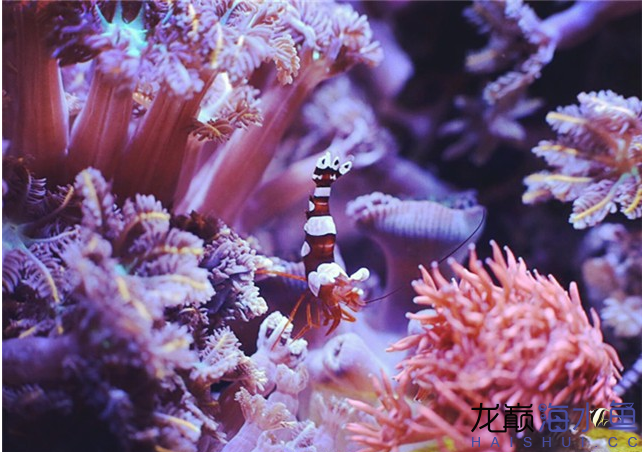 永州水族馆海水鱼缸养好珊瑚十要点 海水鱼 第6张