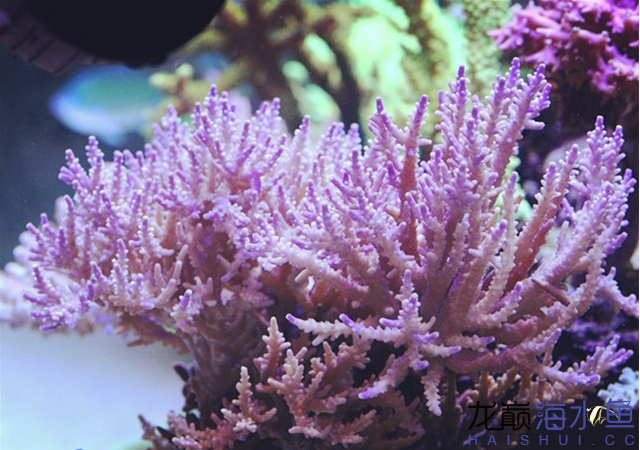 永州水族馆海水鱼缸养好珊瑚十要点 海水鱼 第10张