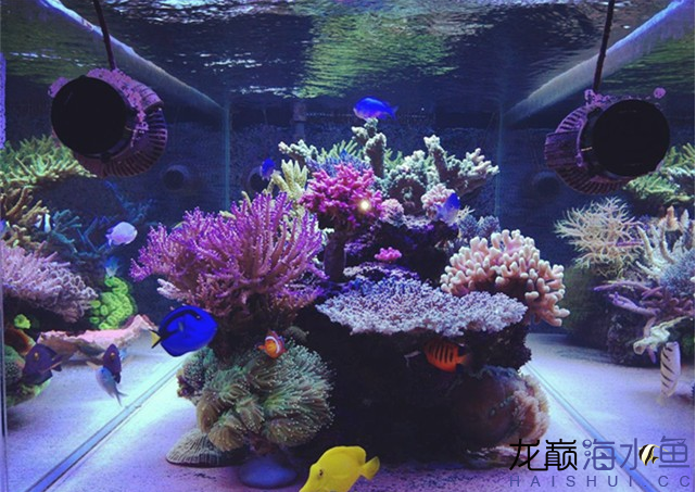 永州水族馆海水鱼缸养好珊瑚十要点 海水鱼 第9张
