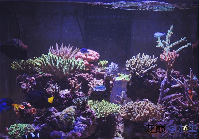 永州水族馆海水鱼缸养好珊瑚十要点 海水鱼 第8张