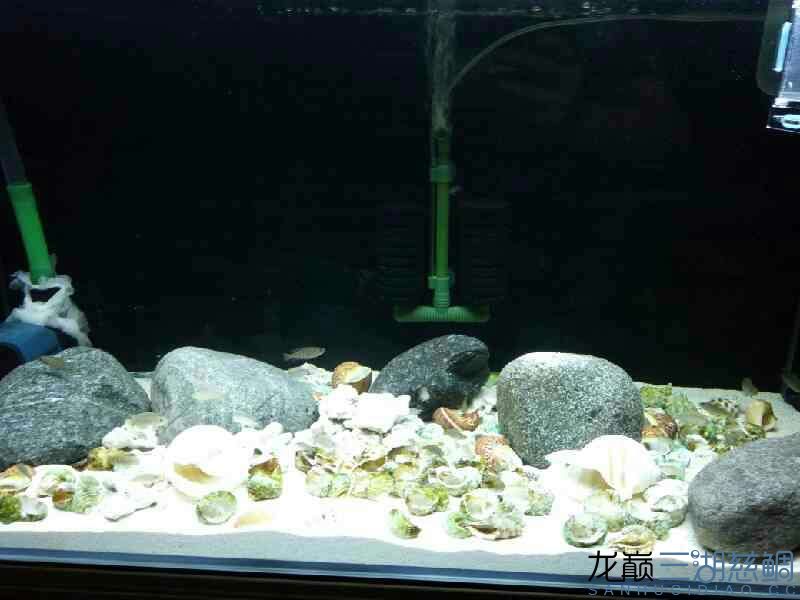 黄冈观赏鱼市场1米斑马贝缸