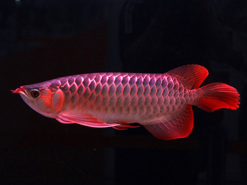 银川观赏鱼市场鹤顶红尾巴上红丝是充血还是就这个颜色纹路