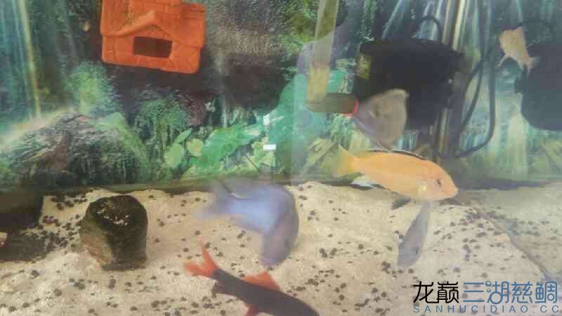 沧州水族馆悠然居+疯狂的马雕 申古三间鱼 第2张