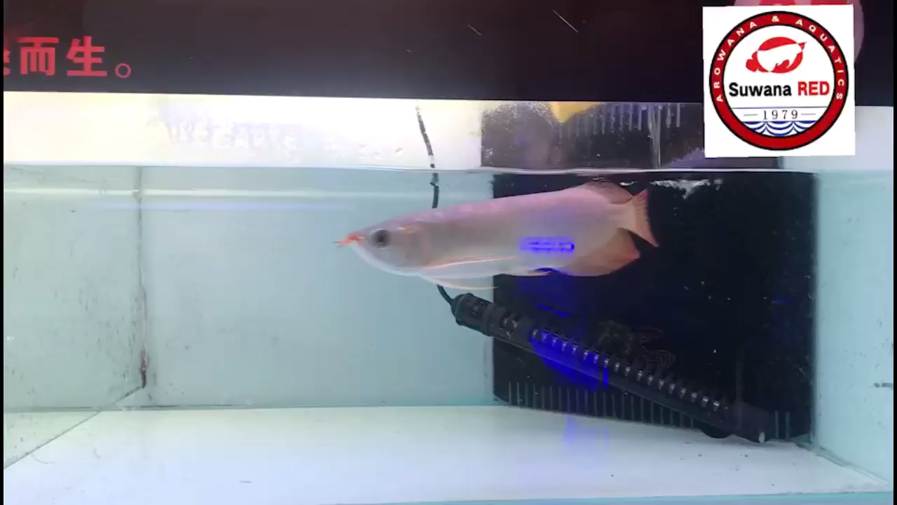 威海水族馆漂亮的苏瓦钠 高背金龙鱼 第2张