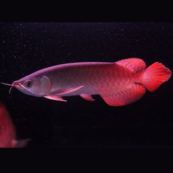 血红大背孔雀鱼真的美