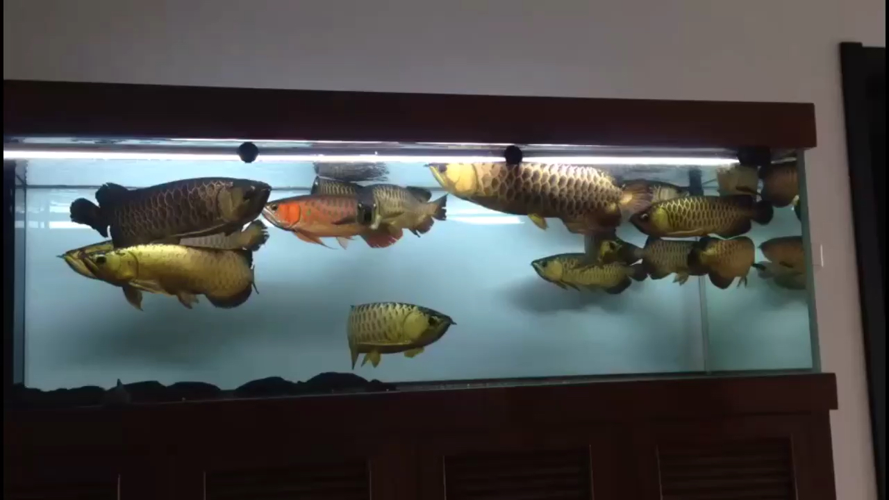 萍乡水族馆土豪的世界养鱼是这样的 帝王血钻鱼 第2张