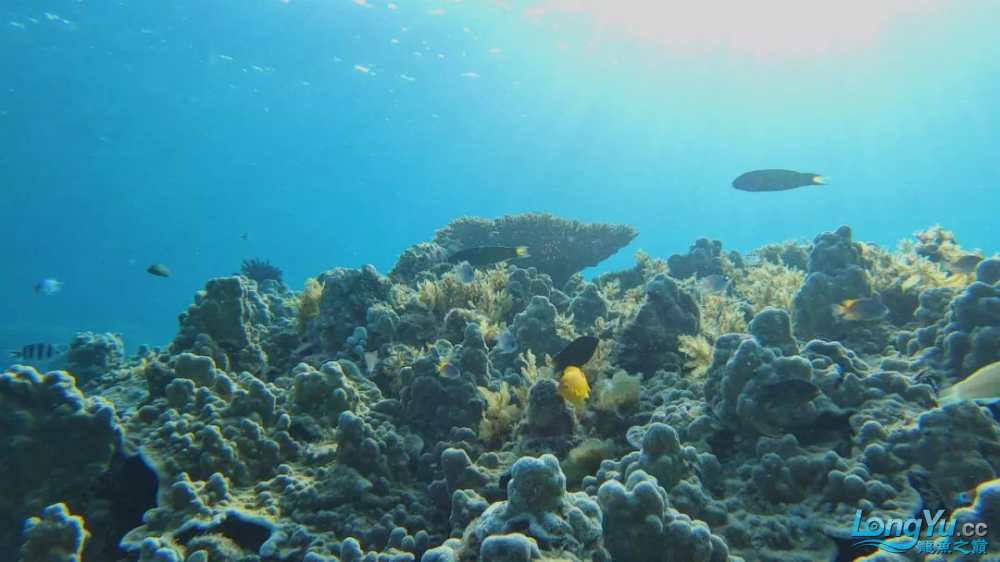 印尼寻鱼记2:海洋的梦魇与重生 观赏鱼鱼苗 第19张