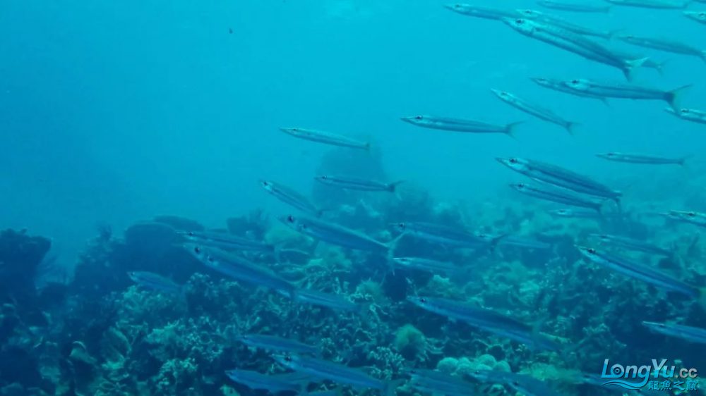 印尼寻鱼记2:海洋的梦魇与重生 观赏鱼鱼苗 第21张