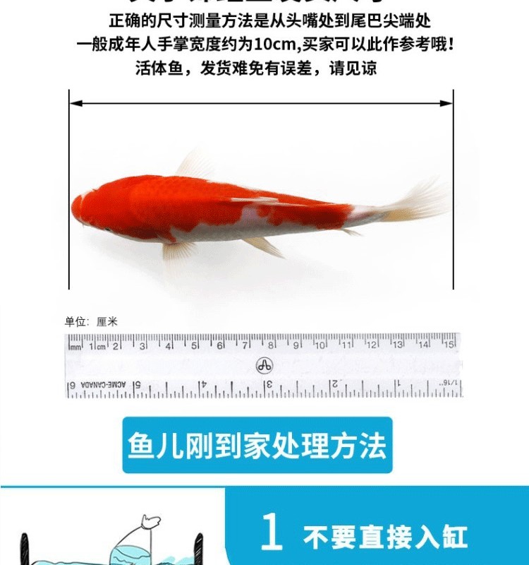 苏州观赏鱼市场灯光一打 观赏鱼市场（混养鱼） 第1张