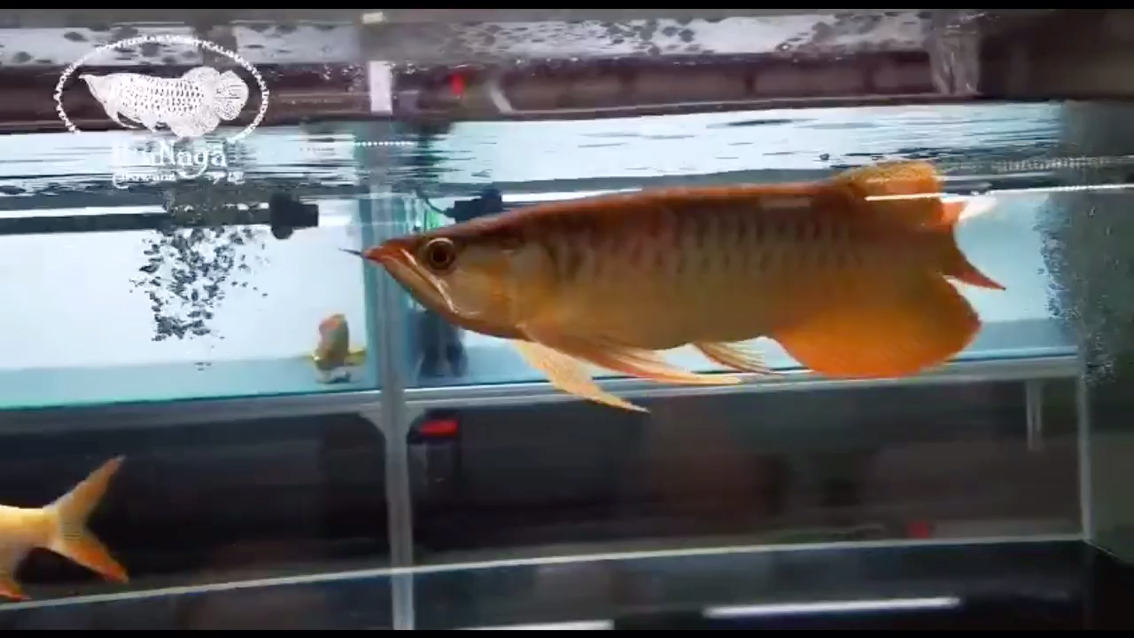 港务区水族馆记录一条鱼的变化2 恐龙王鱼 第2张