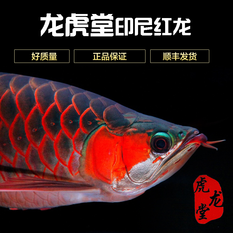 广元水族馆跳湖日记8—下班赏鱼 其他益生菌 第1张