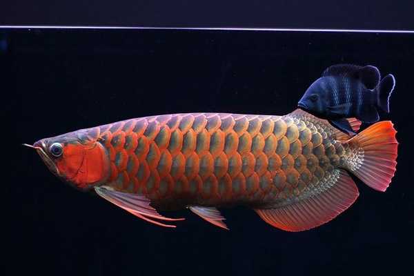 世界最高海拔水族馆正式开放 刀鱼鱼 第1张