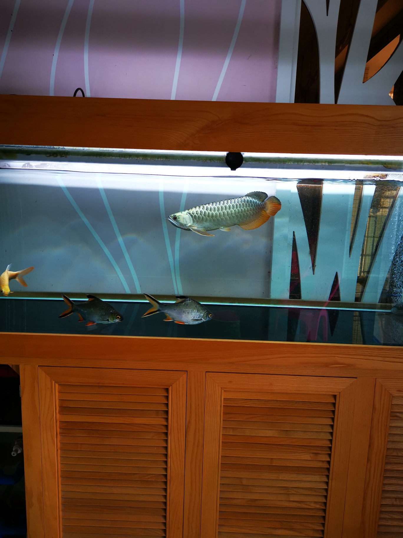 我钟爱的一米龙迪纳迷彩过背 虎纹银版鱼 第3张