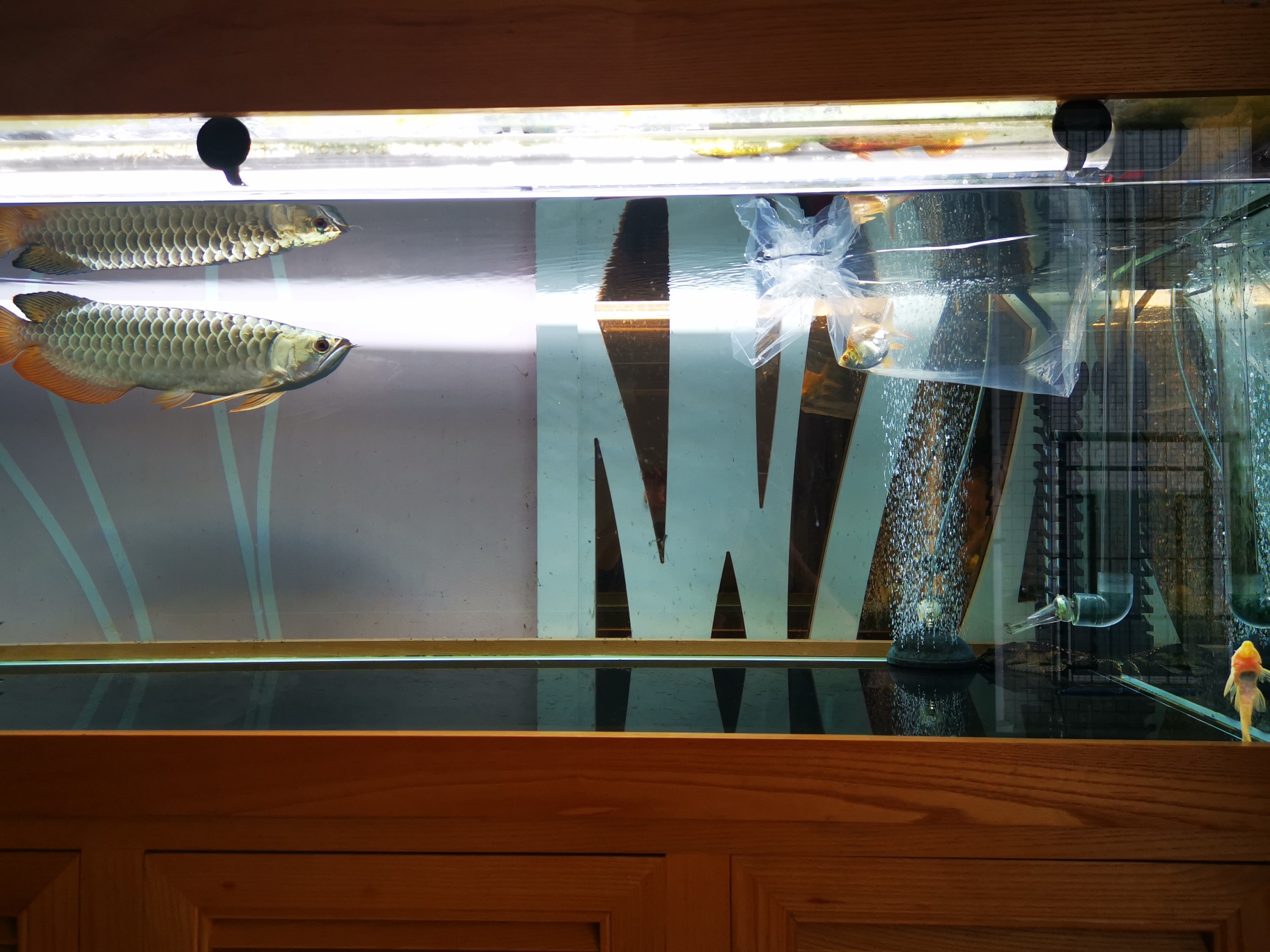 我钟爱的一米龙迪纳迷彩过背 虎纹银版鱼 第5张