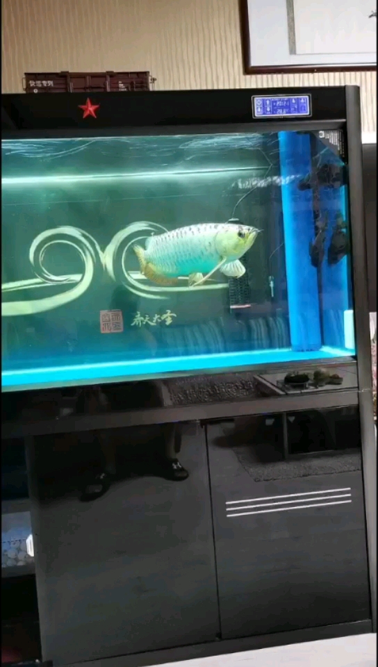 安顺水族馆配鱼问题 哥伦比亚巨暴鱼苗 第1张