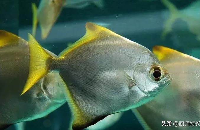 黄鳍鲳鱼:黄翅鱼是深海鱼吗