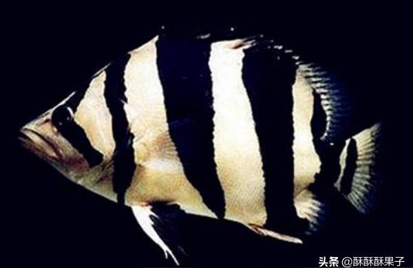赤焰中国虎鱼:虎鱼的饲养方法和注意事项