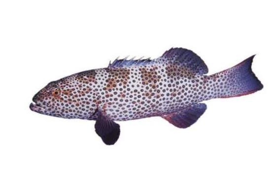 眼斑鱼:嘴和眼睛在下面的是什么鱼 眼斑鱼 第1张
