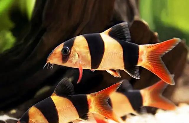 申古三间鱼:三间鱼哪个品种最漂亮