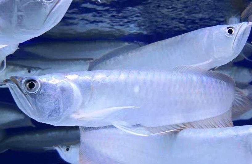 黄化银龙鱼:黄化银龙养不活