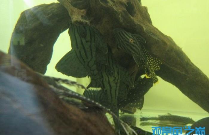 绿皮皇冠豹鱼:白金豹皮鱼可以长多大 绿皮皇冠豹鱼 第1张