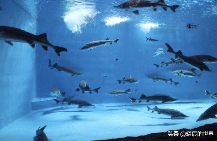 济南水族馆 观赏鱼企业目录 第1张