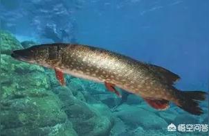 博尔塔拉蒙古自治州观赏鱼 观赏鱼企业目录 第2张