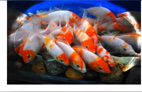 温州观赏鱼:在温州钓鱼用什么鱼料好