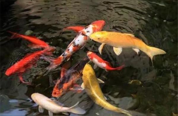 玉林观赏鱼:什么观赏鱼广西好养 观赏鱼企业目录 第1张