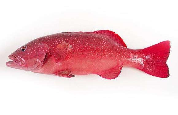 珠海观赏鱼:珠海河里常见的鱼
