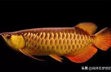 阿克苏龙鱼:金鱼和万龙鱼可以混养吗