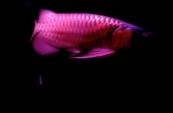 白山龙鱼:娃娃鱼和四脚龙鱼是不是一个物种 观赏鱼企业目录 第1张