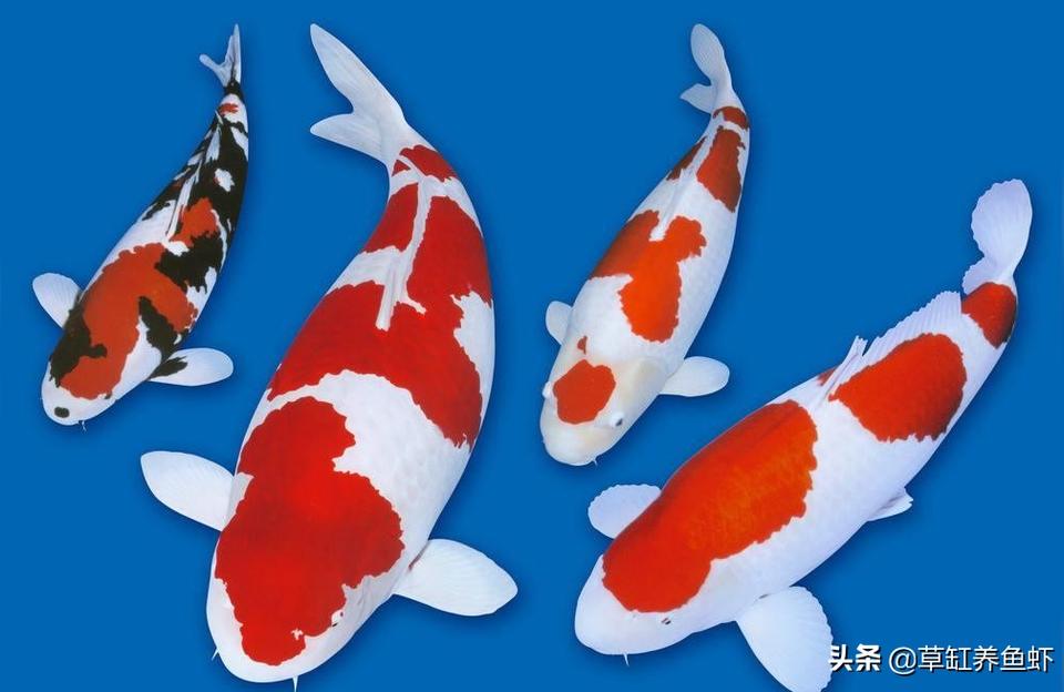 红白锦鲤鱼