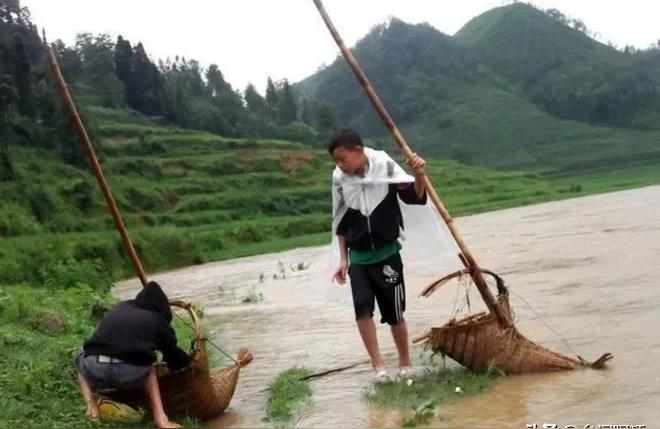 鱼捞:巴色鱼是什么 广州水族器材滤材批发市场