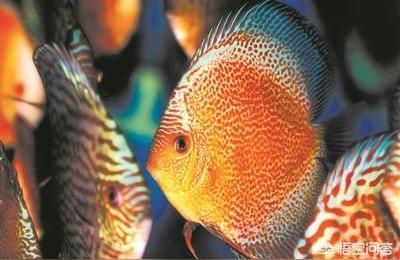 广州花鸟鱼虫市场:广州哪里有花鸟市场 观赏鱼企业目录
