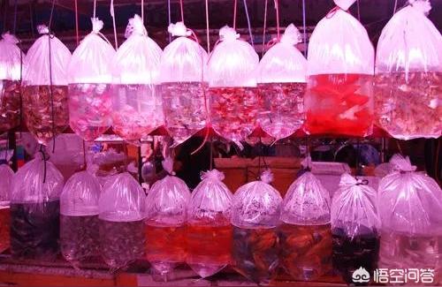 高陵花鸟鱼虫市场:西安地区那里有花鸟市场 观赏鱼企业目录