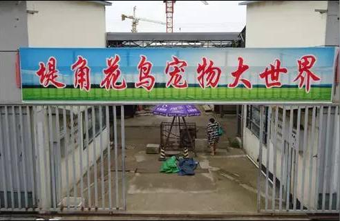 武汉花鸟鱼虫市场:武汉市区最大的花鸟市场在哪里 观赏鱼企业目录