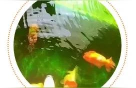 朝阳鱼缸(鱼缸缸壁上的绿苔怎么处理呢)