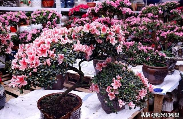 广州百艺城合法:花卉批发一般去哪里呢