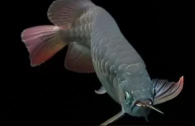 100种龙鱼图片:金龙鱼可以同时两条一起养吗 龙鱼百科