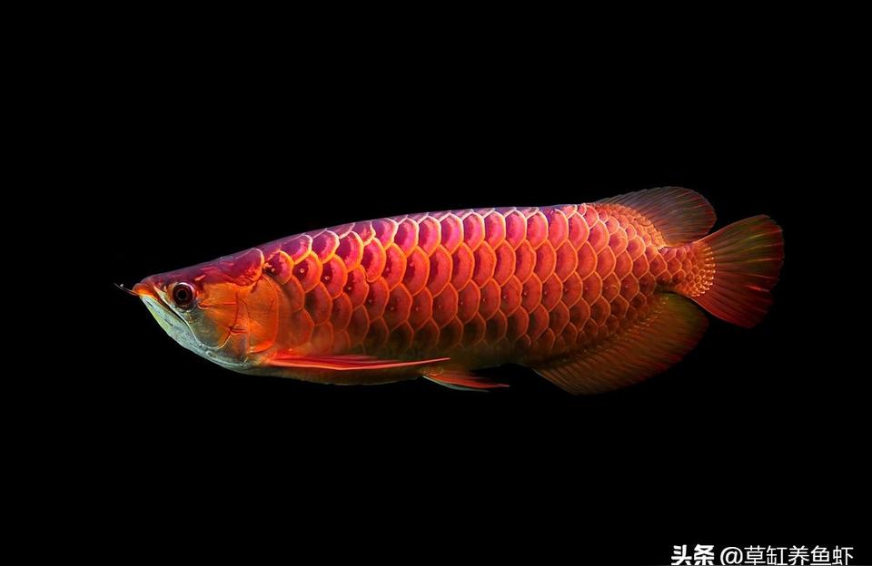 纯血统印尼红龙鱼
