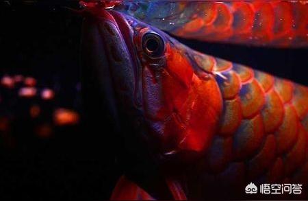 大湖红龙鱼:白龙红龙是什么鱼