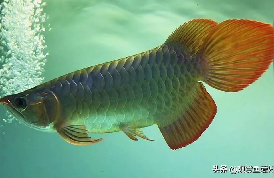 红龙鱼的形态特征 龙鱼百科
